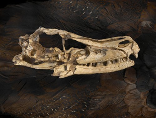 Flugunfähiger Vogelvorfahr