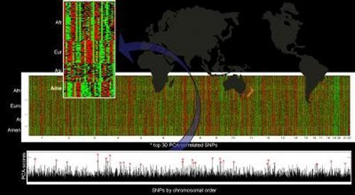 Software verrät in wenigen Minuten genetische Herkunft