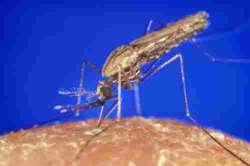 Auf dem Weg zur Malaria-Impfung