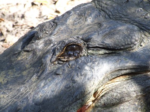 Krokodile weinen echte Tränen