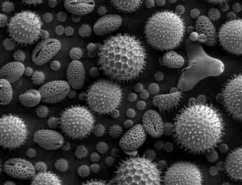 Mit Kohlendioxid gegen Heuschnupfen