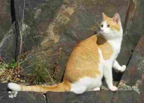Durchleuchtete Katzen