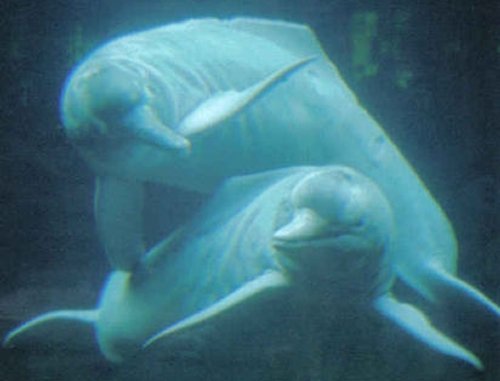 Kavaliere mit Wasserpflanzenbüscheln