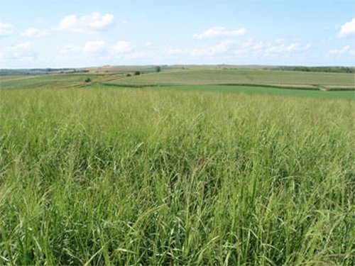 Viel Bioethanol für wenig Einsatz