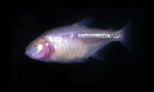 Wenn blinde Fische wieder sehen