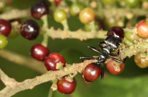 Wie aus einer Ameise eine Beere wird