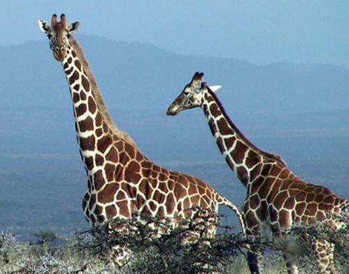 Wie Giraffen Ameisen helfen