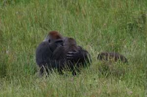 Gorillas in flagranti erwischt