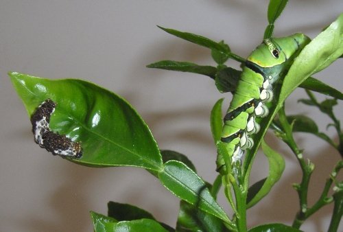 Lebendiger Vogeldreck