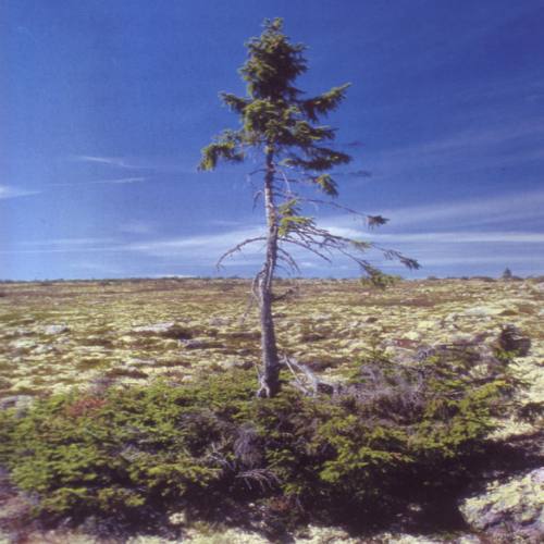 Der älteste Baum der Welt