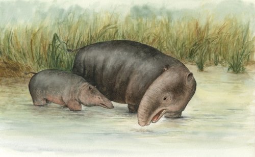 Der Elefant aus dem Sumpf