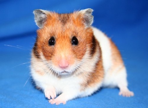 Des Hamsters wahrer Biorhythmus
