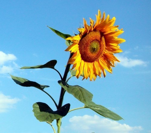Woher die Sonnenblume kommt