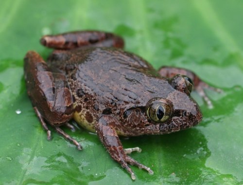 Ein Frosch zeigt seine Krallen