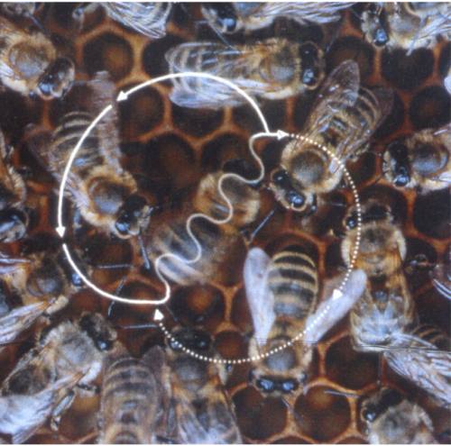 Honigbienen haben ein Talent für Fremdsprachen