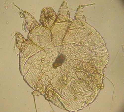 Was Parasiten mit Sprachvielfalt zu tun haben