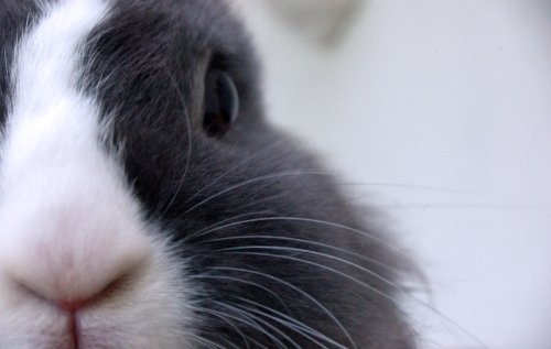 Wenn Tiere heilen