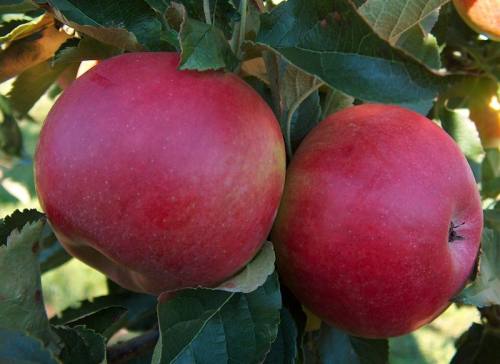 Weniger Fruktose, weniger Fett