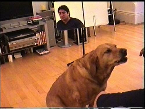 Auch Hunde gähnen mit