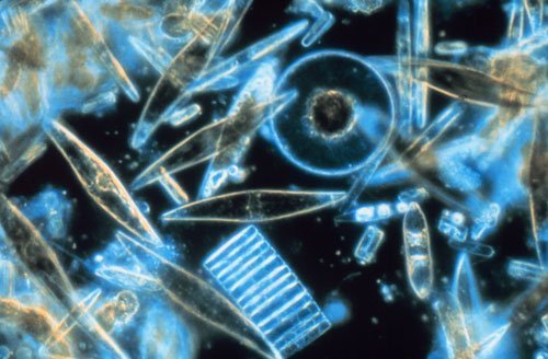 Biodiesel aus dem Meer