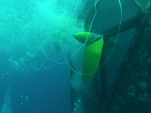 Mobile Fischfarmen propellern durchs Meer