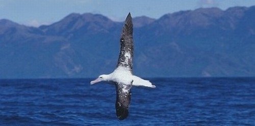 Gewichtsgrenze für den Segelflug