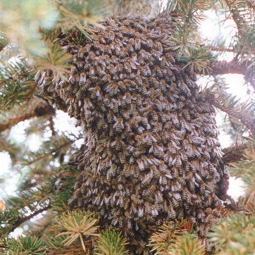 Immer den flotten Bienen nach!