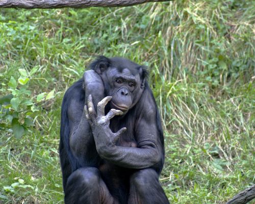 Primatenjagd im Kongo