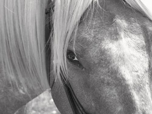 Haarwirbel verraten den Linkshänder unter den Pferden