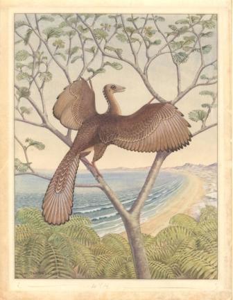 Archäopteryx mit Emu-Ohr