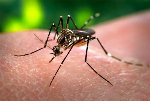 Früher Mückentod bremst Dengue-Fieber