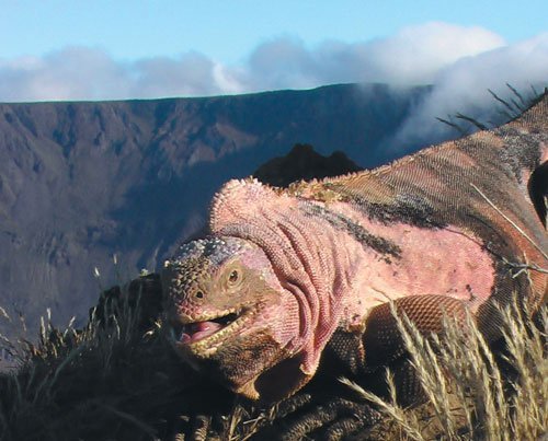 Leguan in Rosa