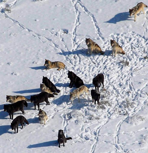 Wolf im Hundepelz