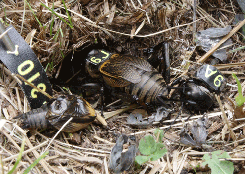 Anspruchsvolle Insekten
