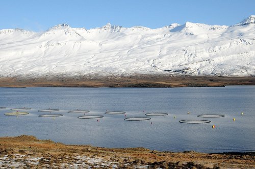 Aquakultur: Wie Zuchtfische helfen können, den Hunger der Menschheit zu stillen