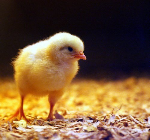 Flauschige Genies