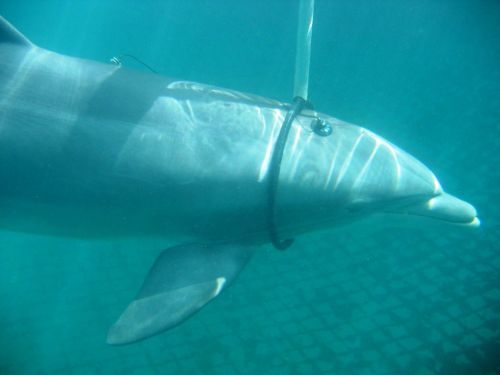 Sonar kann Delfine vorübergehend taub machen
