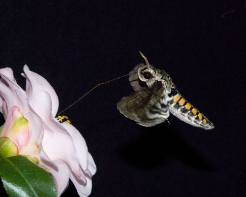Vögel und Insekten haben den Dreh raus