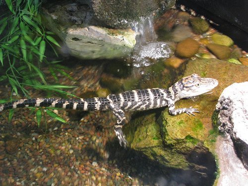 Was japsende Krokodile über Dinosaurier verraten