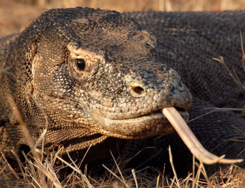 Ein Biss mit Mehrwert