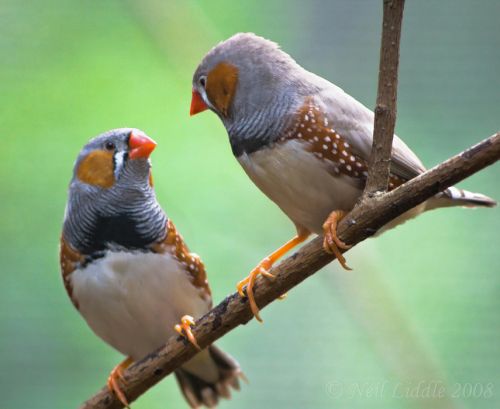 Vererbter Gesang