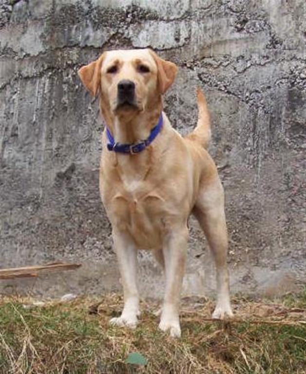 Die Pille für den Hund