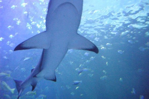 Haie: Die Räuber der Meere geben nach wie vor Rätsel auf