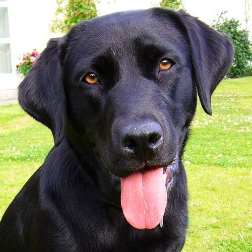 Auf den Hund gekommen