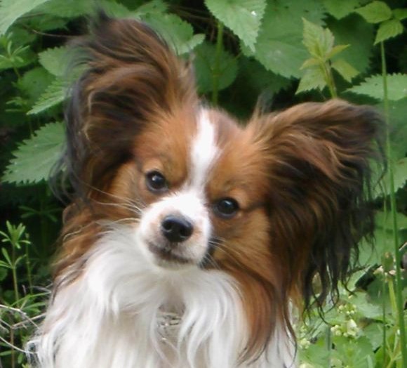 Wenn Hunde Frieden stiften