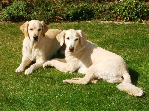 Das Rätsel um den Ur-Hund