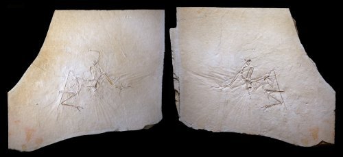 Außen Vogel, innen Dino