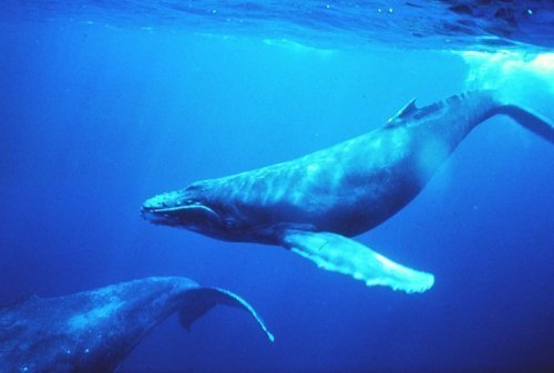 Höllenlärm im Meer