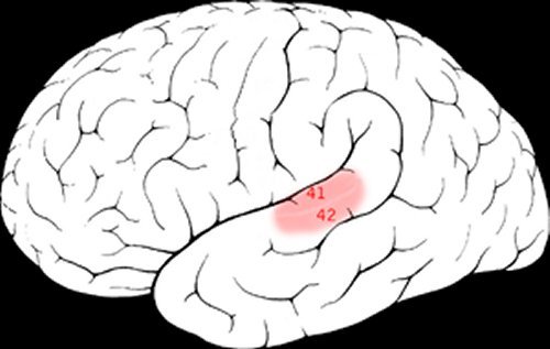 Tinnitus im Spotlight