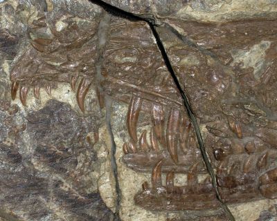 Der Dino mit dem giftigen Biss